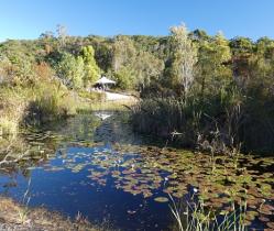 Lily-covered pond at Kingfisher Bay Resort